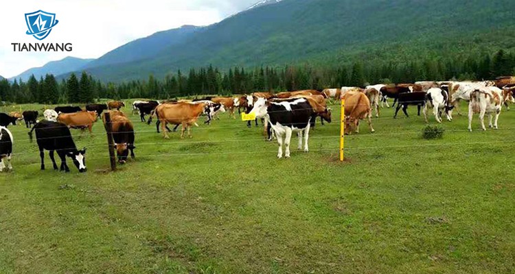 electric fence energiser for cattle